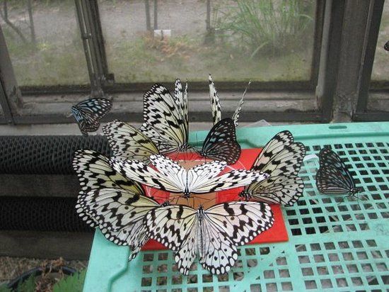 Kyoto Municipal Science Center For Youth